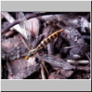 Nephrotoma flavipalis - Schnake w03b.jpg